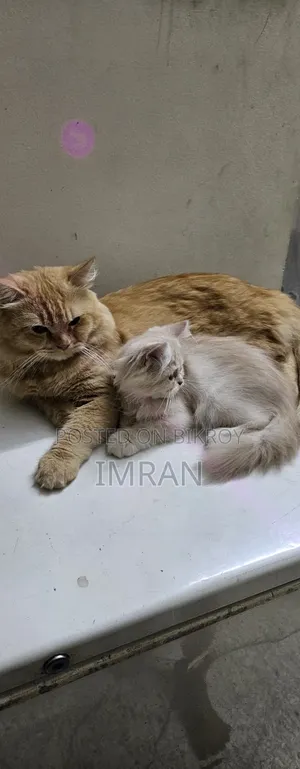 6-12 Months Female Purebred Persian