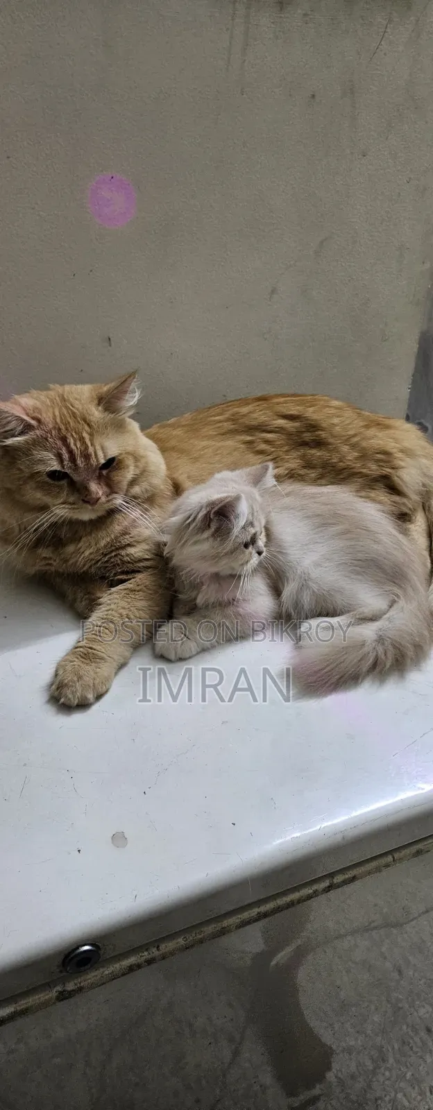6-12 Months Female Purebred Persian