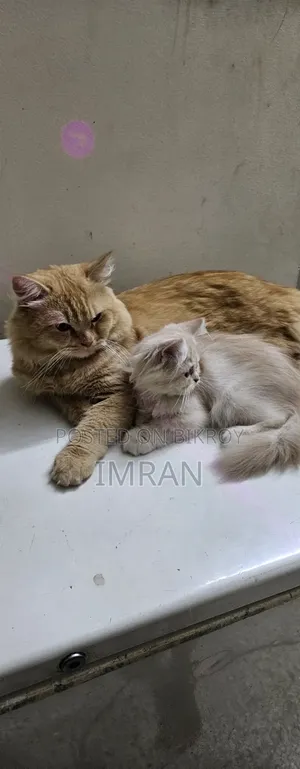 6-12 Months Female Purebred Persian