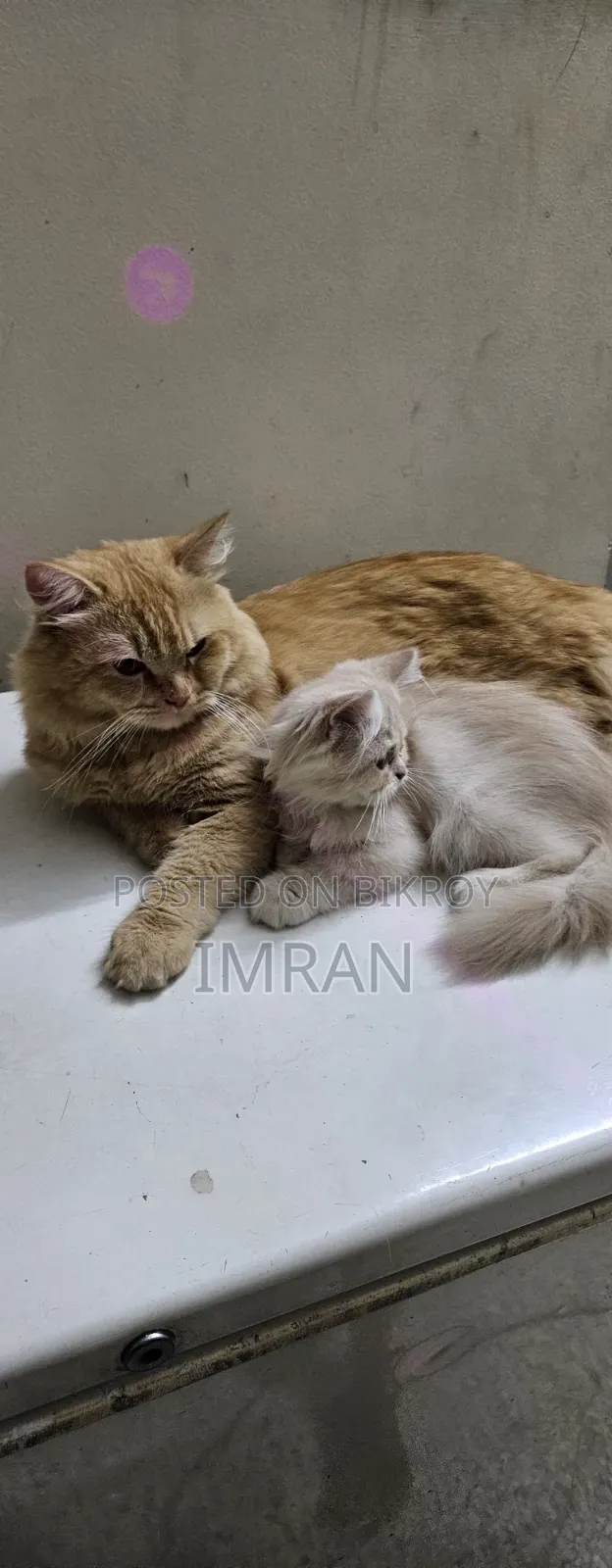 6-12 Months Female Purebred Persian