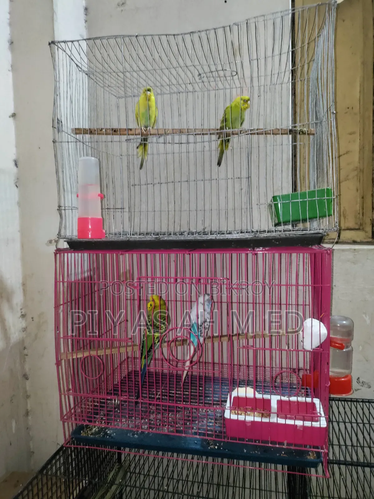 Budgerigar Bird