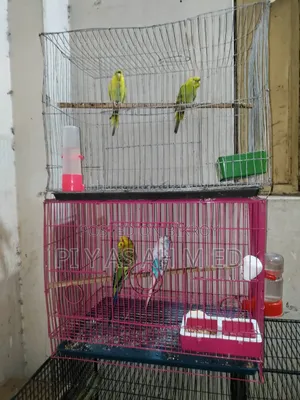 Budgerigar Bird
