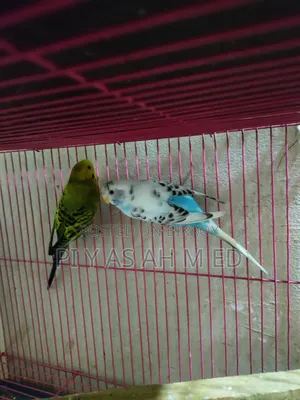 Budgerigar Bird