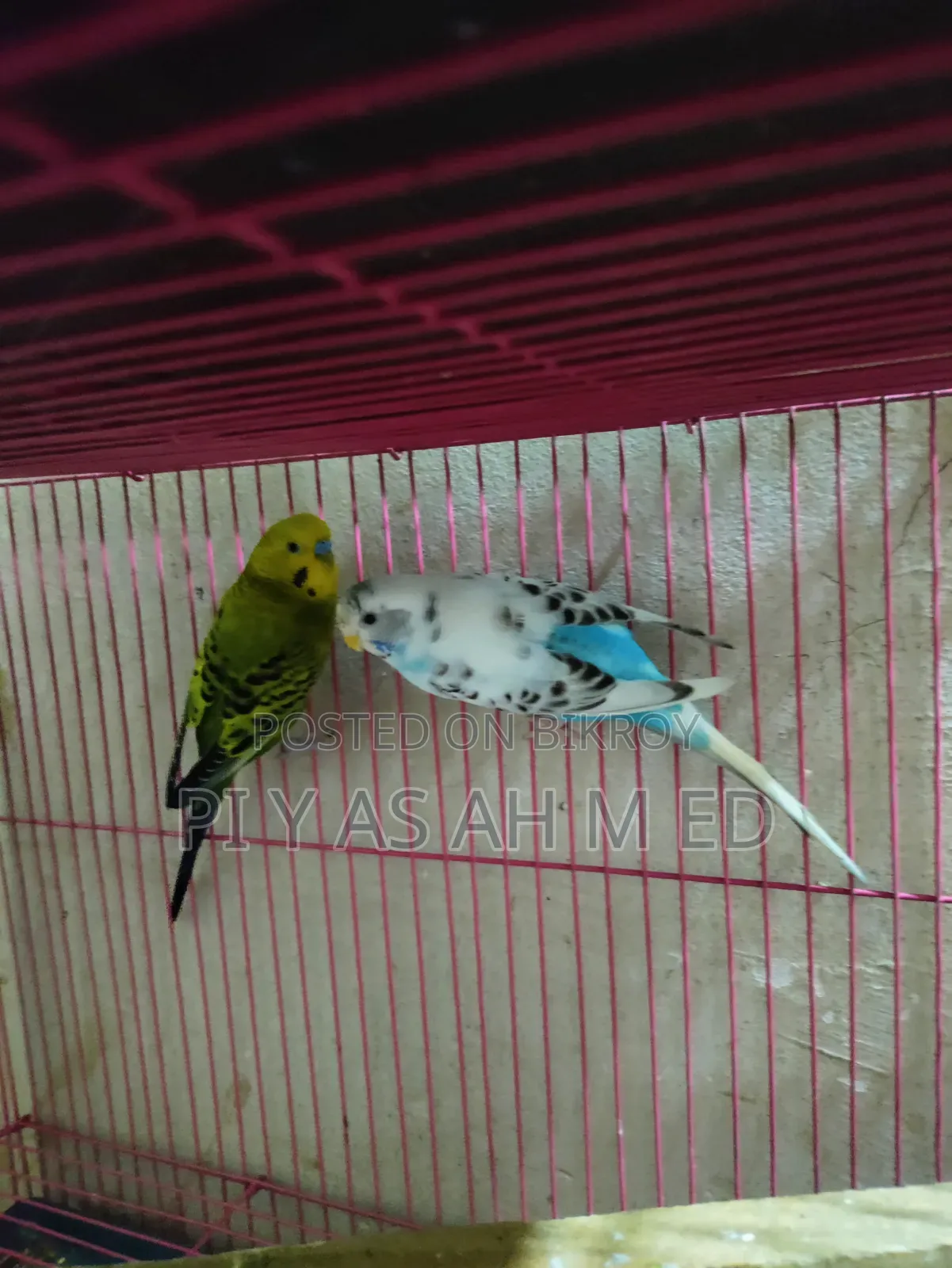 Budgerigar Bird