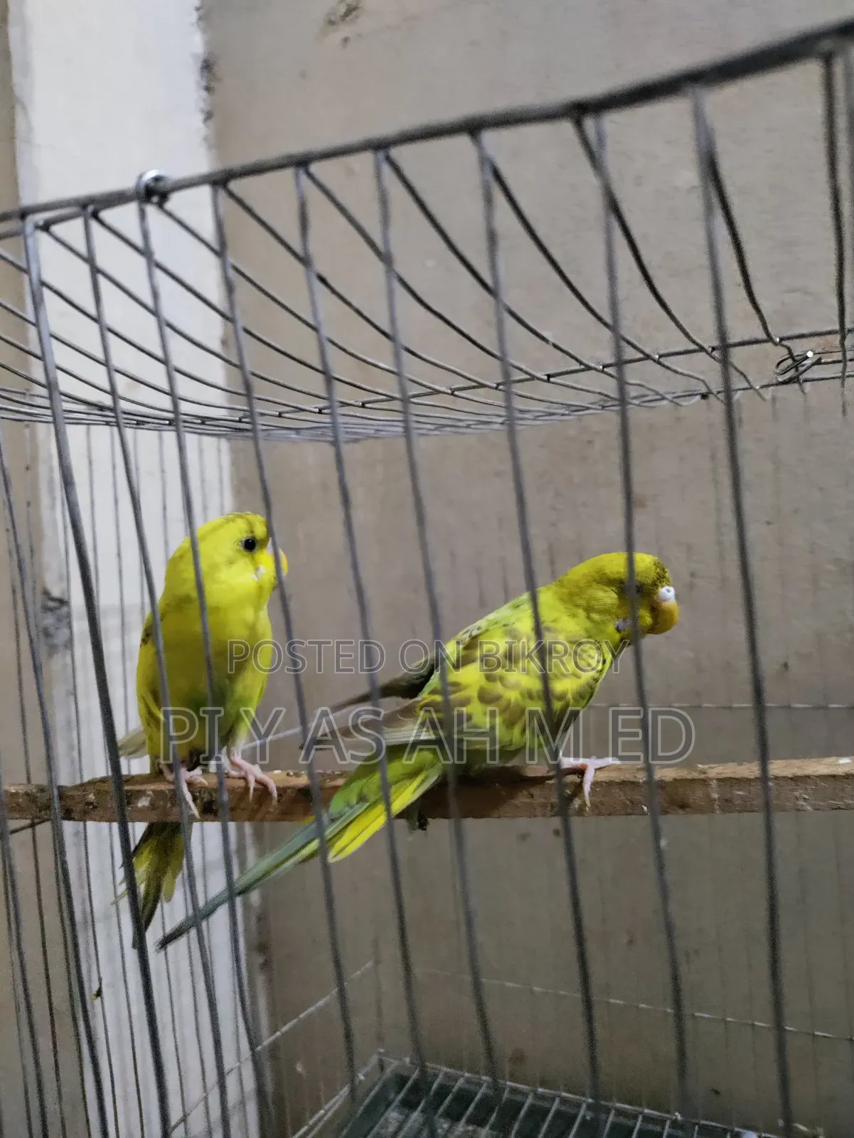 Budgerigar Bird