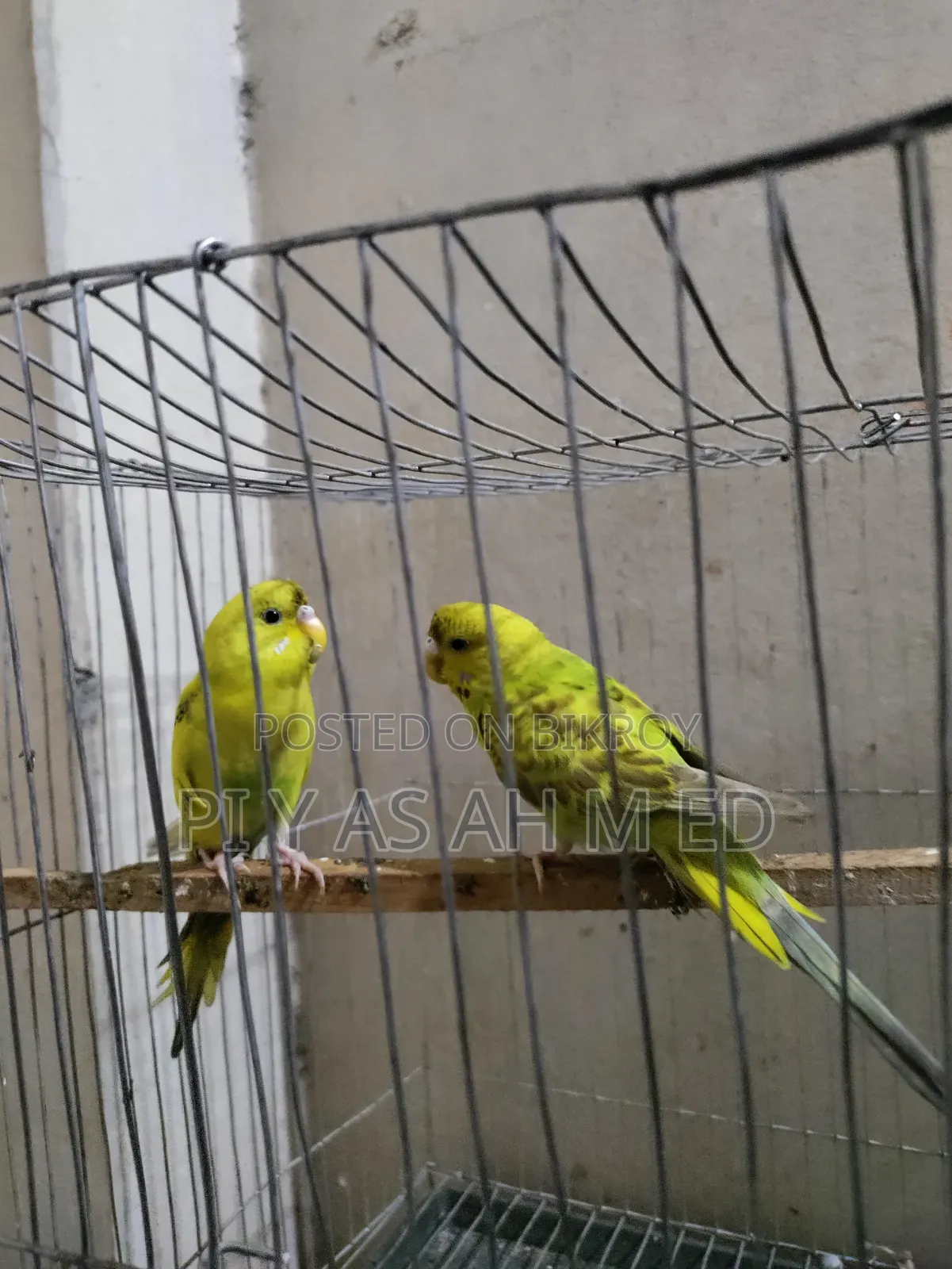 Budgerigar Bird