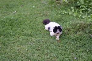 6-12 Months Male Purebred Exotic