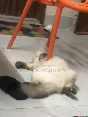 6-12 months Female Mixed Breed Himalayan