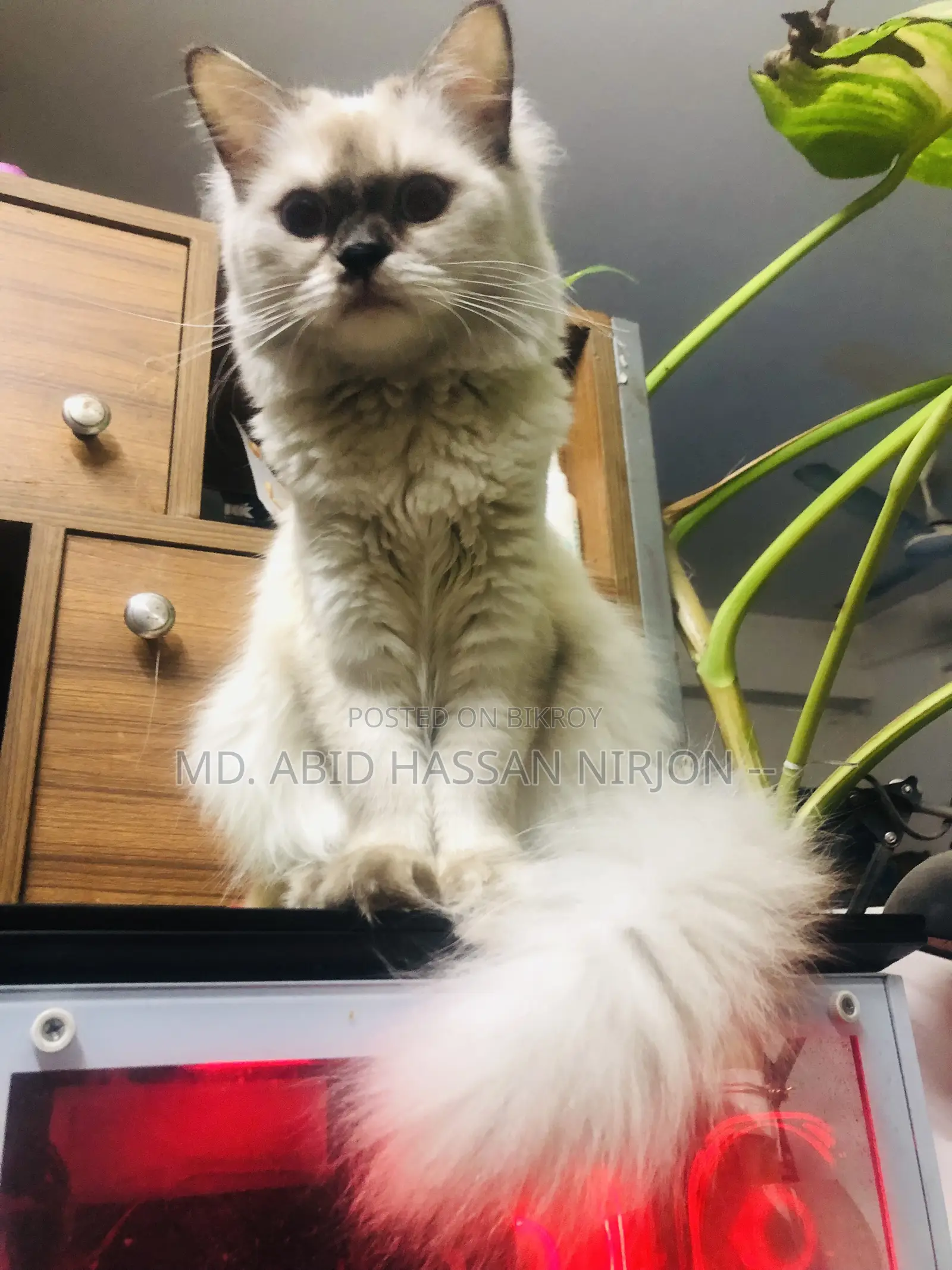6-12 months Female Mixed Breed Himalayan