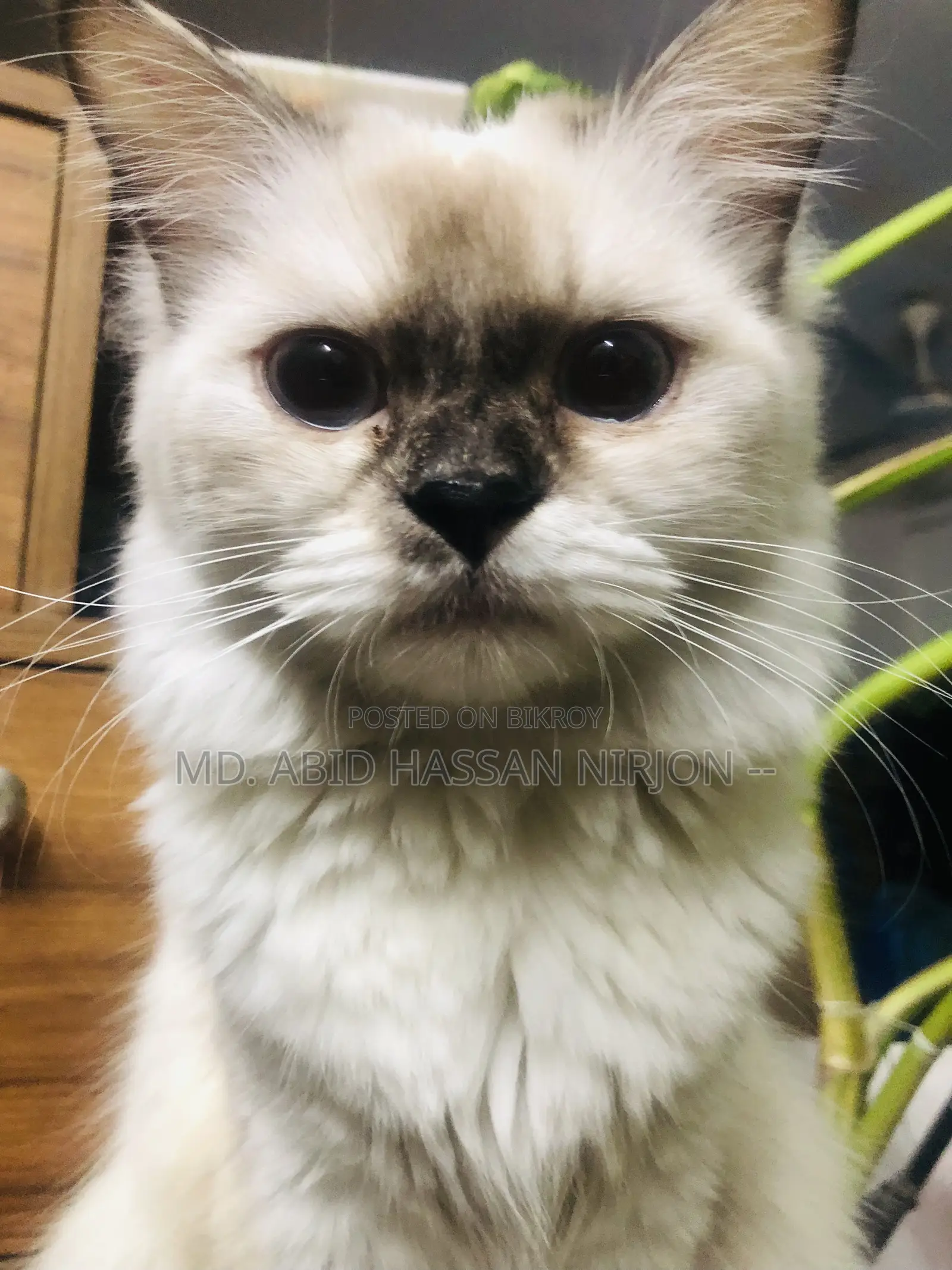 6-12 months Female Mixed Breed Himalayan