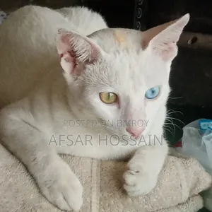 6-12 Months Male Mixed Breed British Shorthair