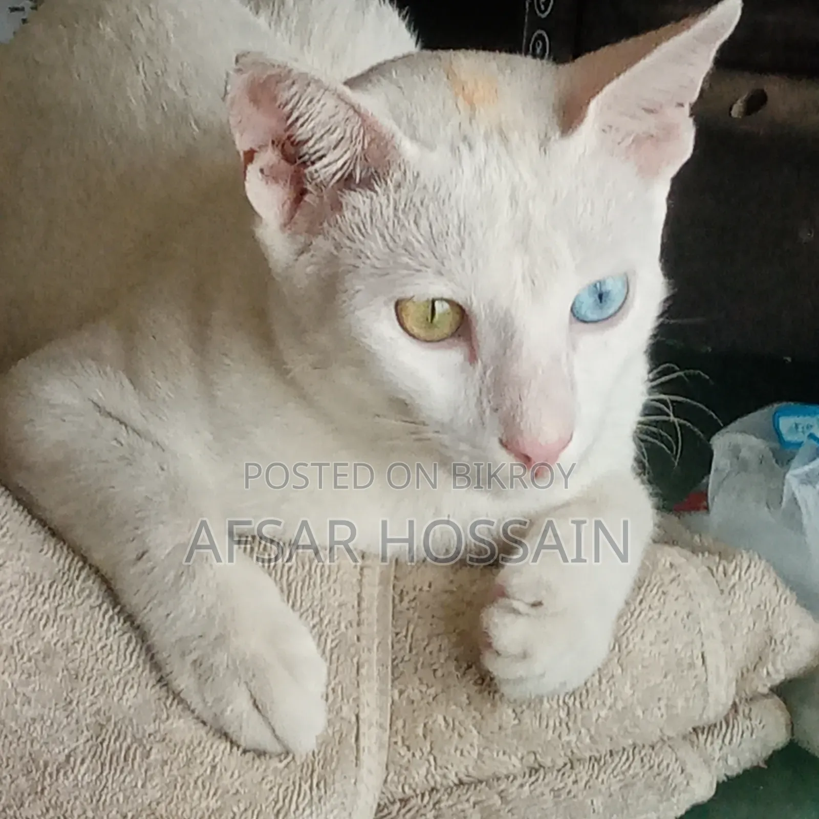 6-12 Months Male Mixed Breed British Shorthair
