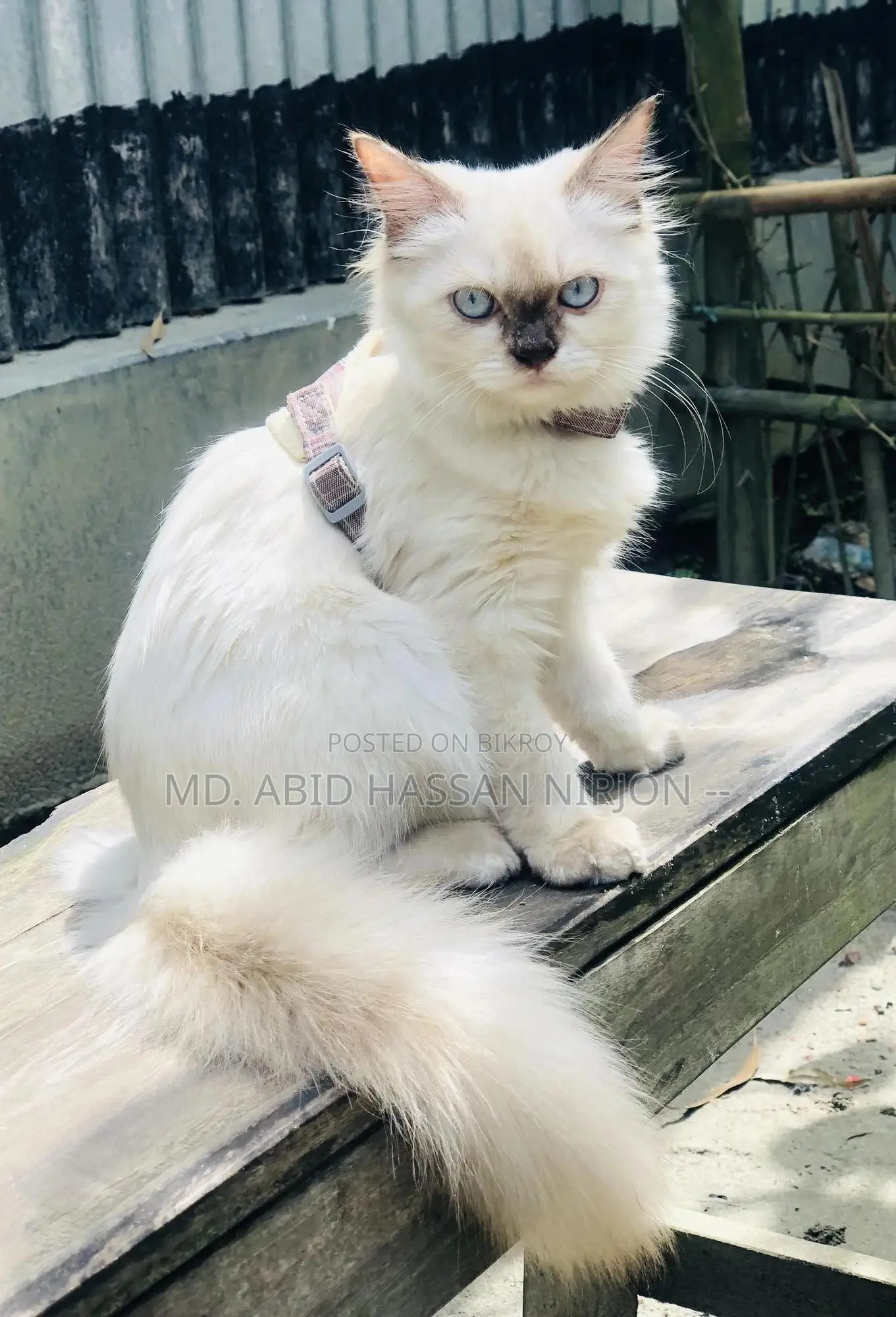 6-12 months Female Mixed Breed Himalayan