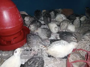 দেশি মুরগি ও কোয়েল পাখির বাচ্চা নিতে পারেন