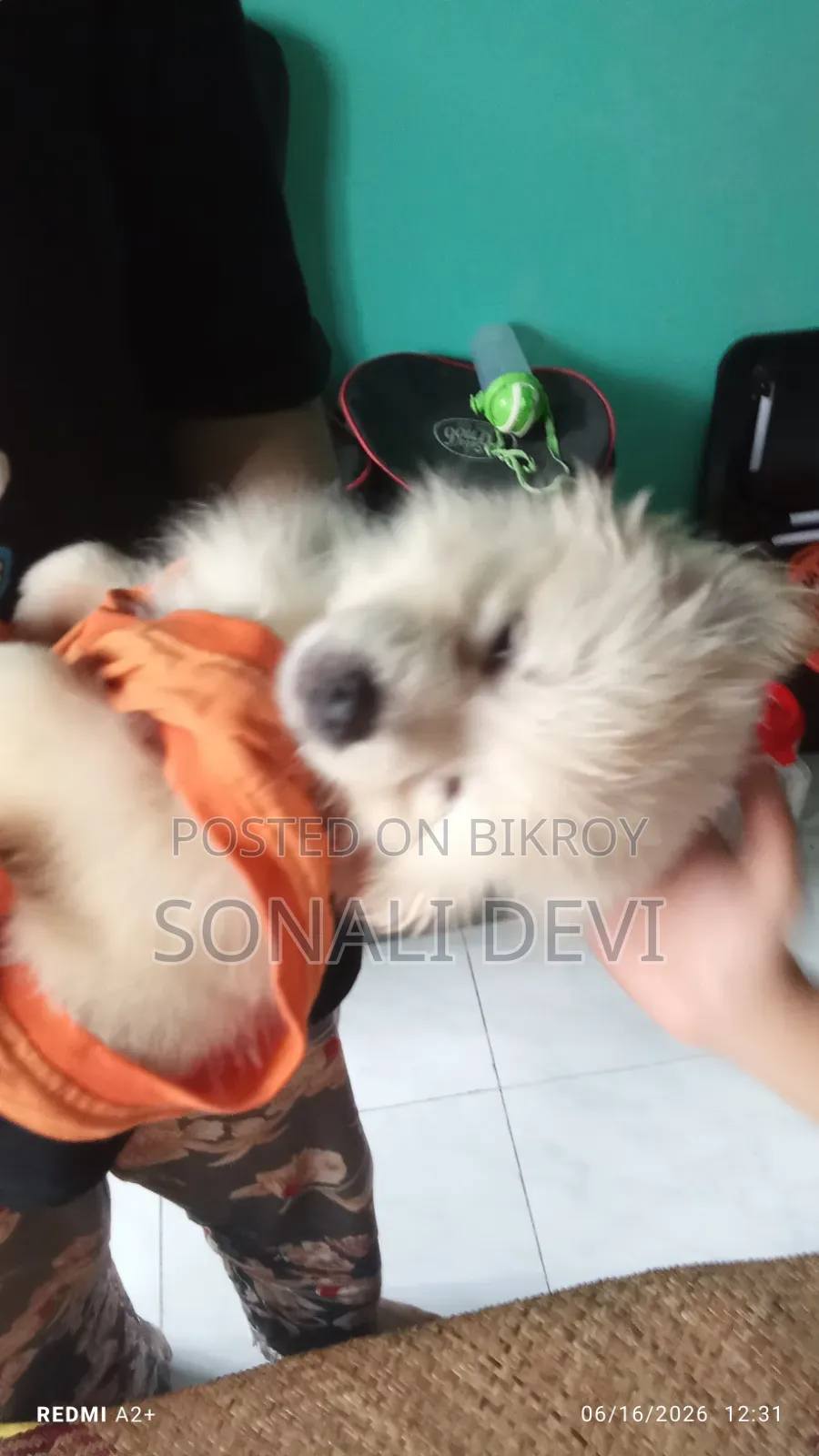 1-3 Months Female Purebred German Shepherd
