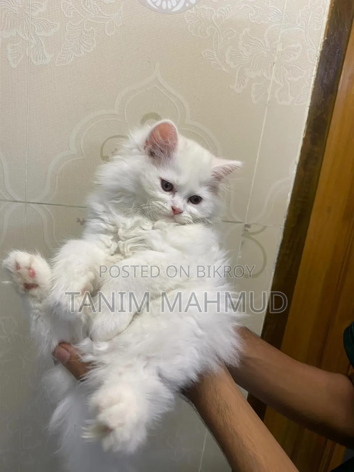1-3 Months Female Purebred Persian