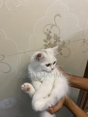 1-3 Months Female Purebred Persian