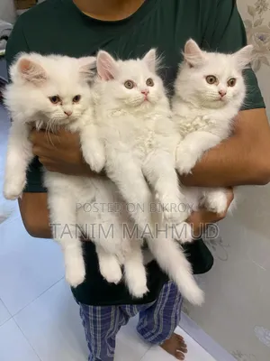 1-3 Months Female Purebred Persian