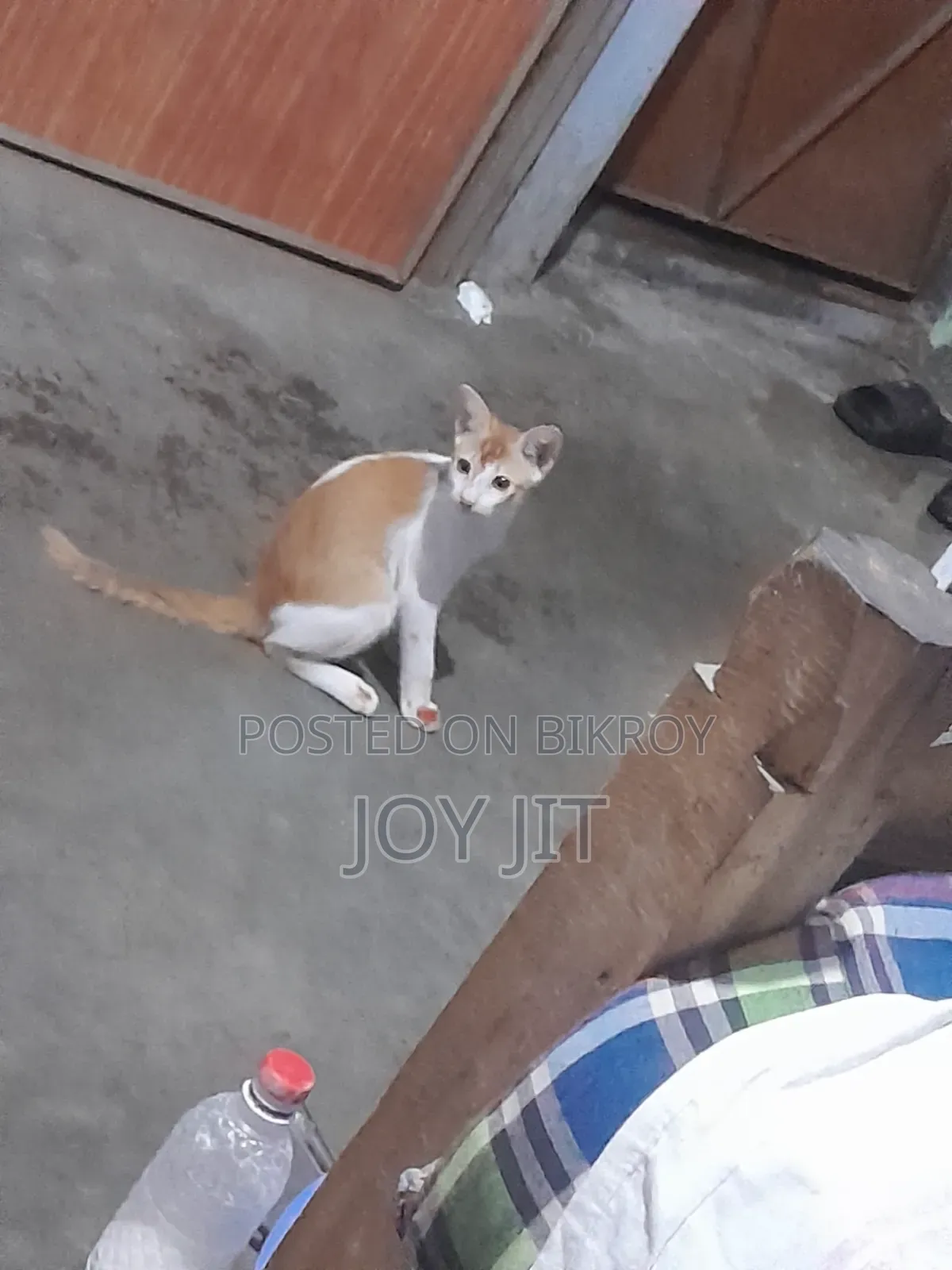 1-3 Months Male Mixed Breed Bengal