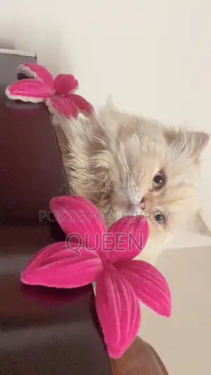 1+ Year Male Purebred Persian