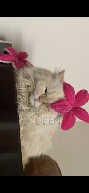 1+ Year Male Purebred Persian