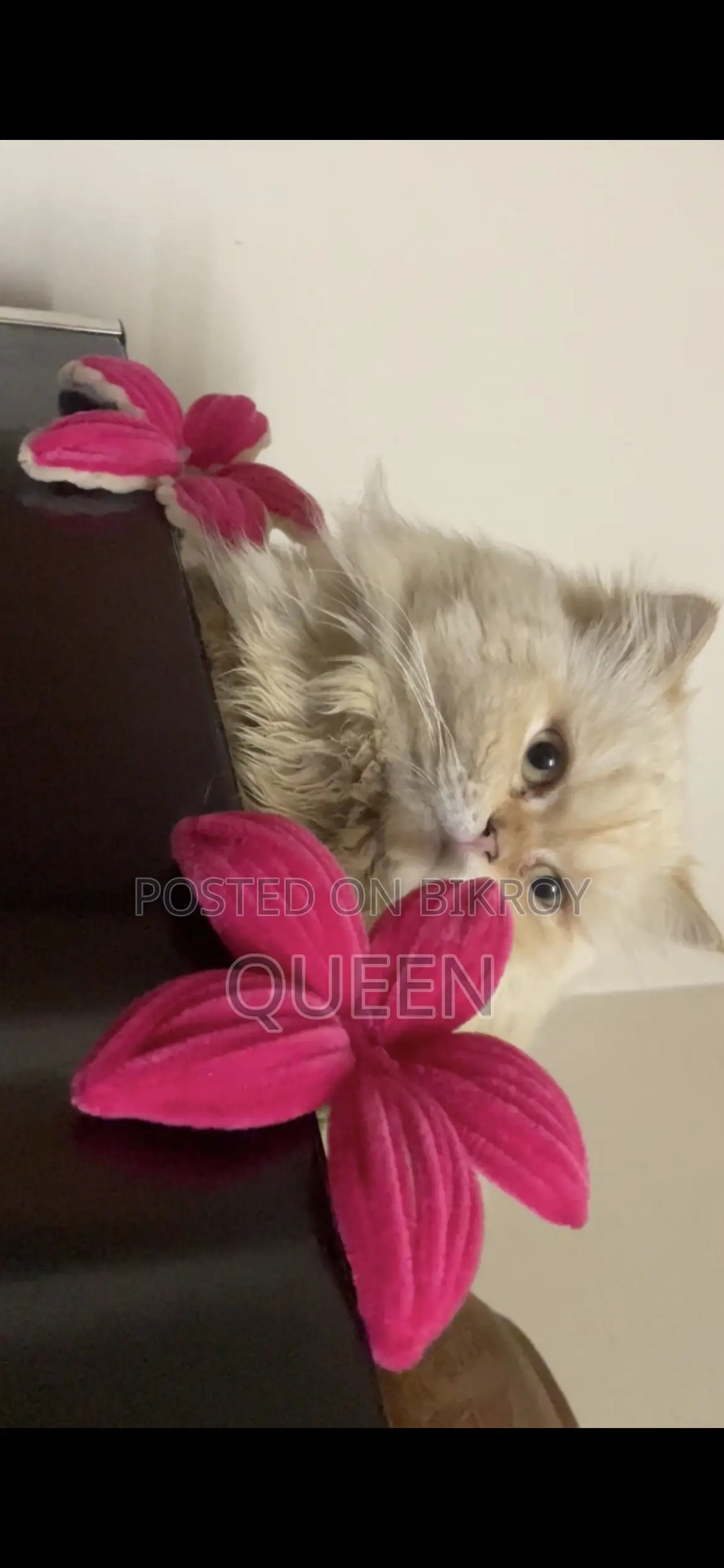 1+ Year Male Purebred Persian