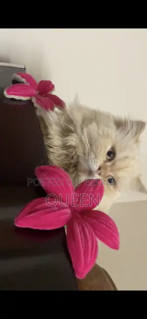 1+ Year Male Purebred Persian