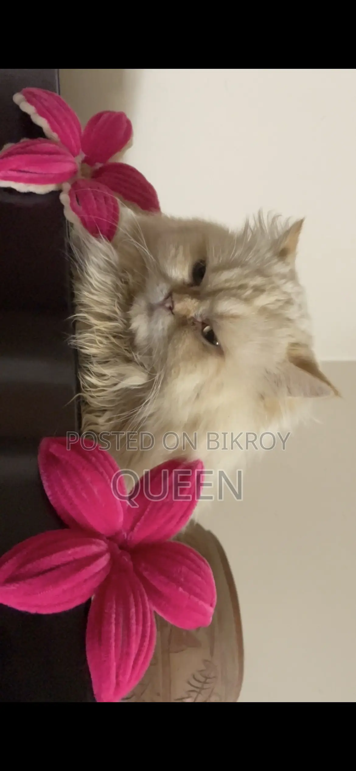 1+ Year Male Purebred Persian