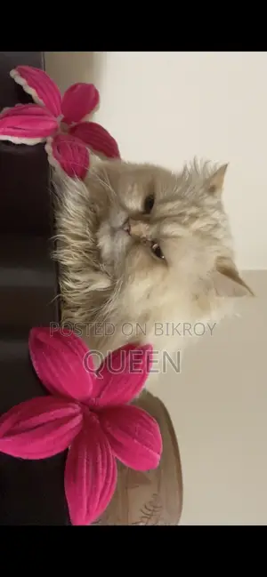 1+ Year Male Purebred Persian