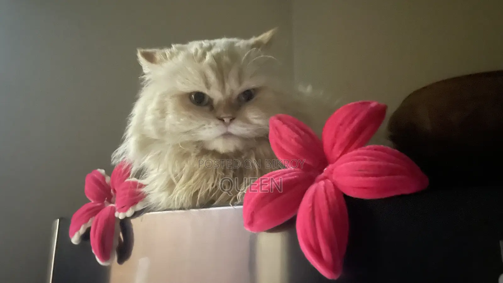 1+ Year Male Purebred Persian