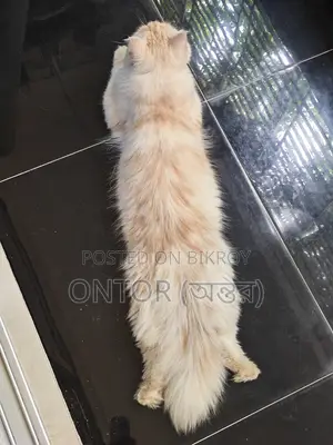 6-12 Months Male Purebred Persian Cat
