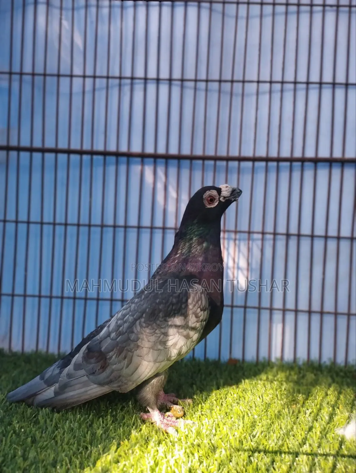 Andalusian Dragoon New Adult Female