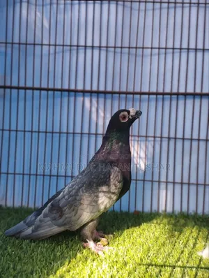 Andalusian Dragoon New Adult Female