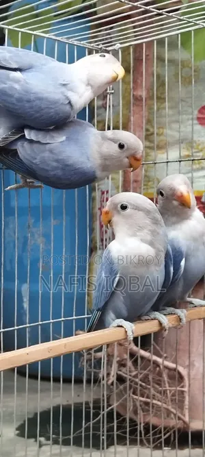 Love Bird Violet Opaline