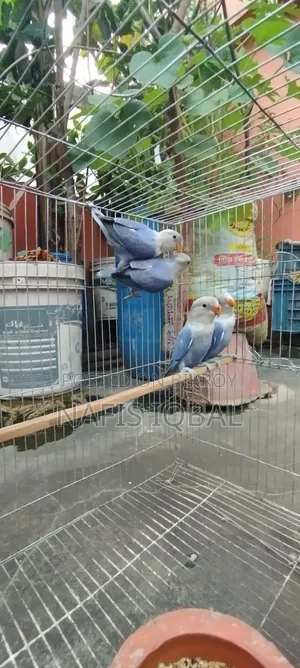 Love Bird Violet Opaline