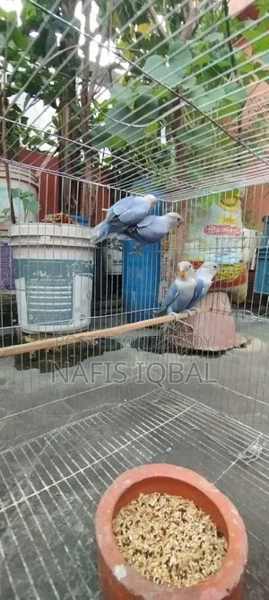 Love Bird Violet Opaline