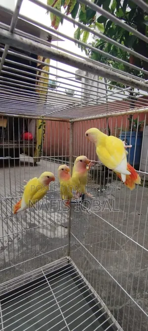 লাভ বার্ড রেড হেডেড লুটিনো