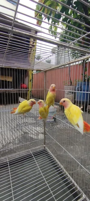 লাভ বার্ড রেড হেডেড লুটিনো