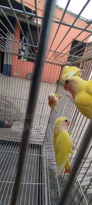 লাভ বার্ড রেড হেডেড লুটিনো