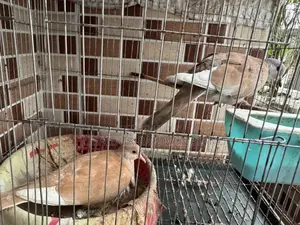 ২ জোরা ঘুঘু পাখি বিক্রি হবে