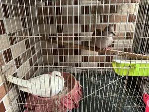 ২ জোরা ঘুঘু পাখি বিক্রি হবে