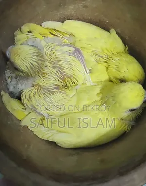Budgie Baby