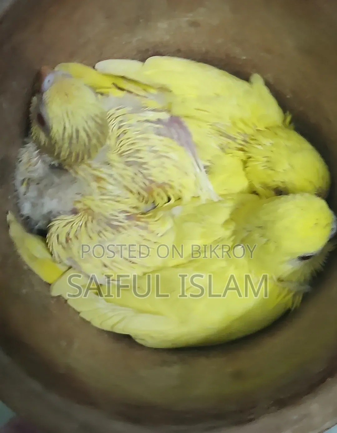 Budgie Baby