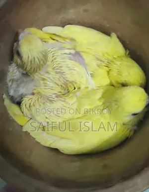 Budgie Baby