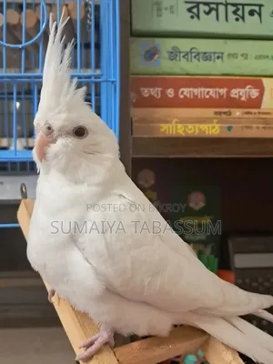 Urgent Sale – Hand Tame White Cockatiel (Male) | 7 Months