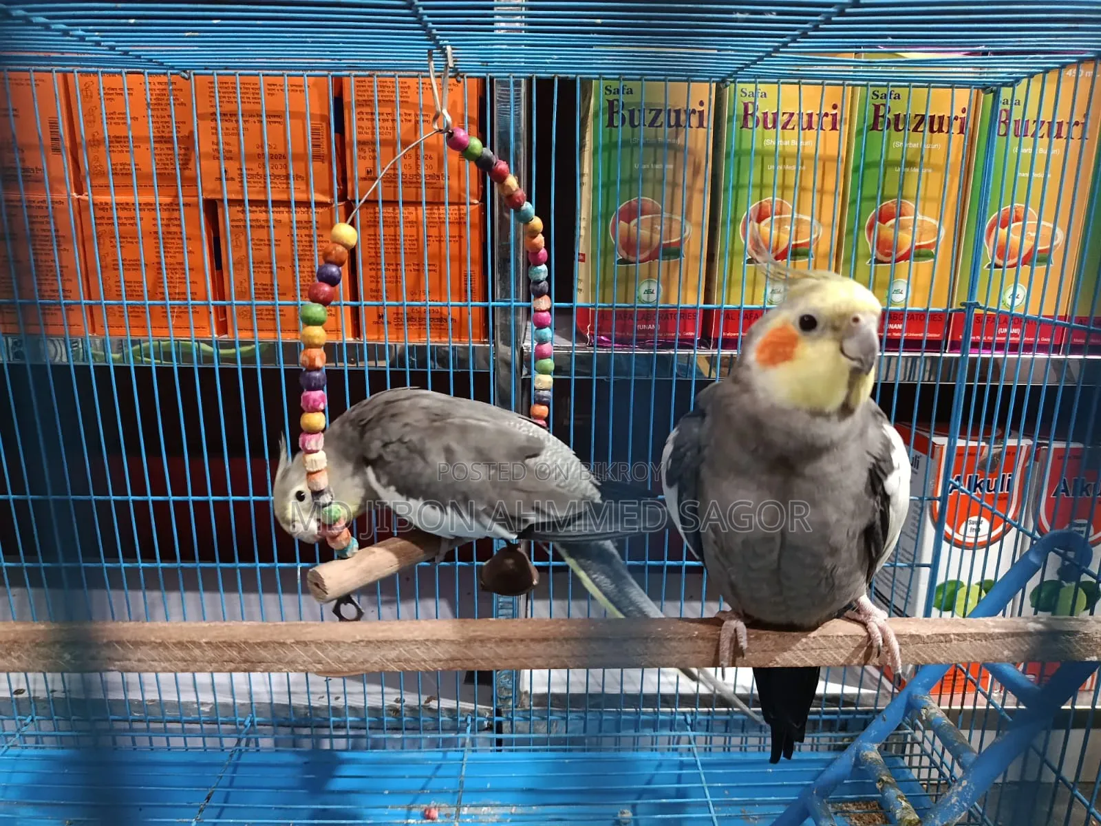 Cockatiel Birds