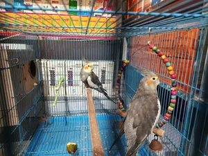 Cockatiel Birds