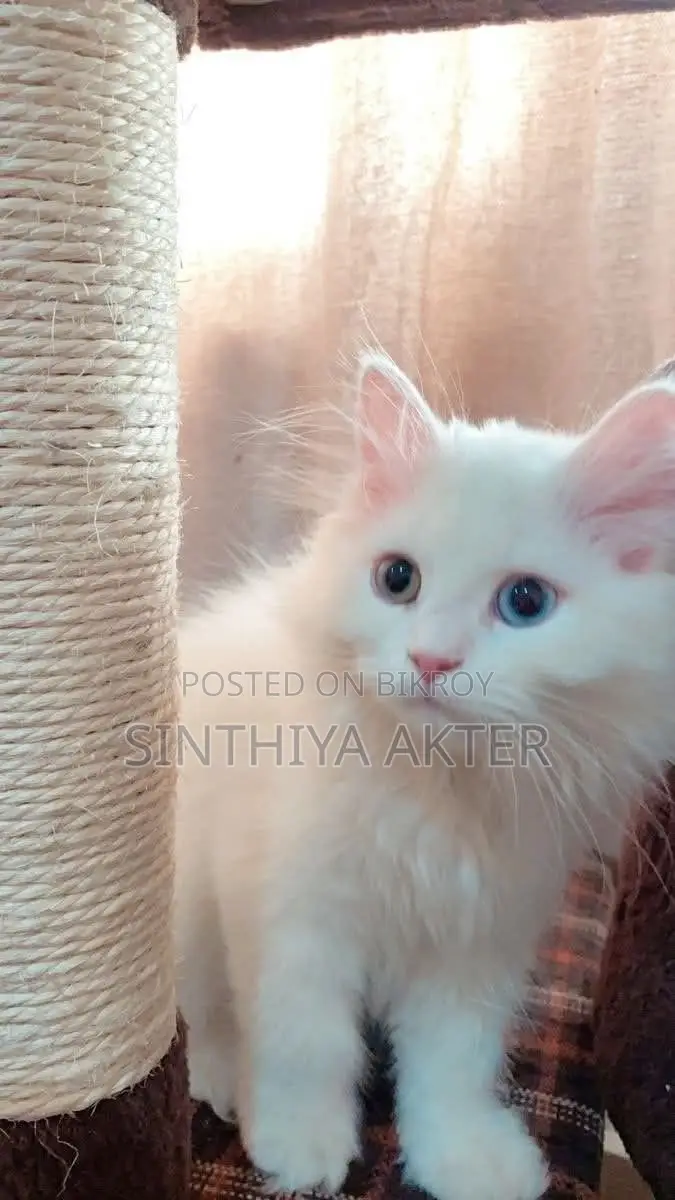 1-3 Months Female Purebred Persian