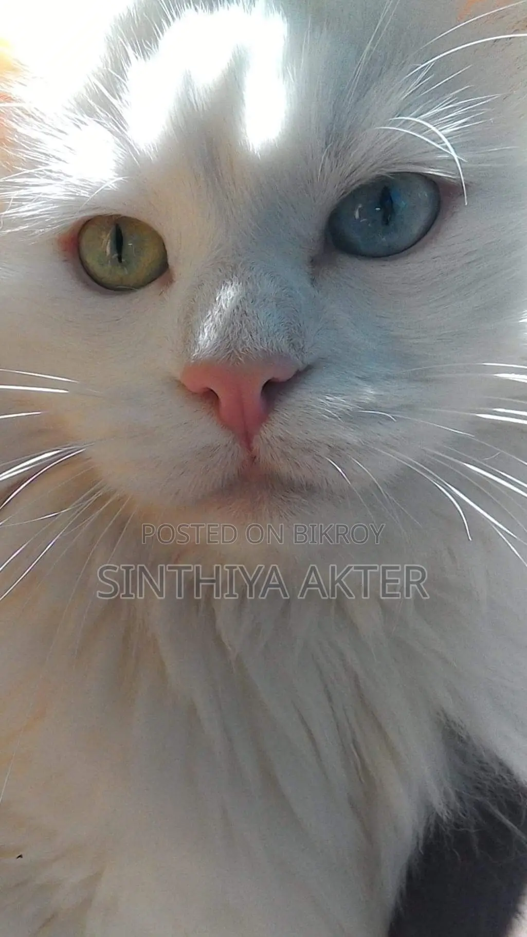 1-3 Months Female Purebred Persian