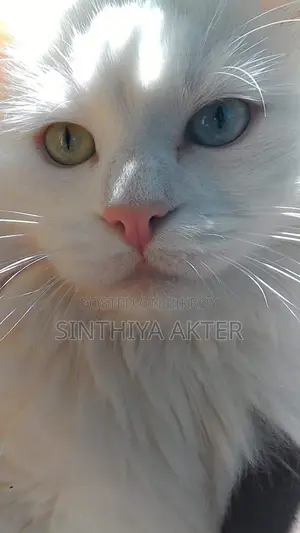 1-3 Months Female Purebred Persian